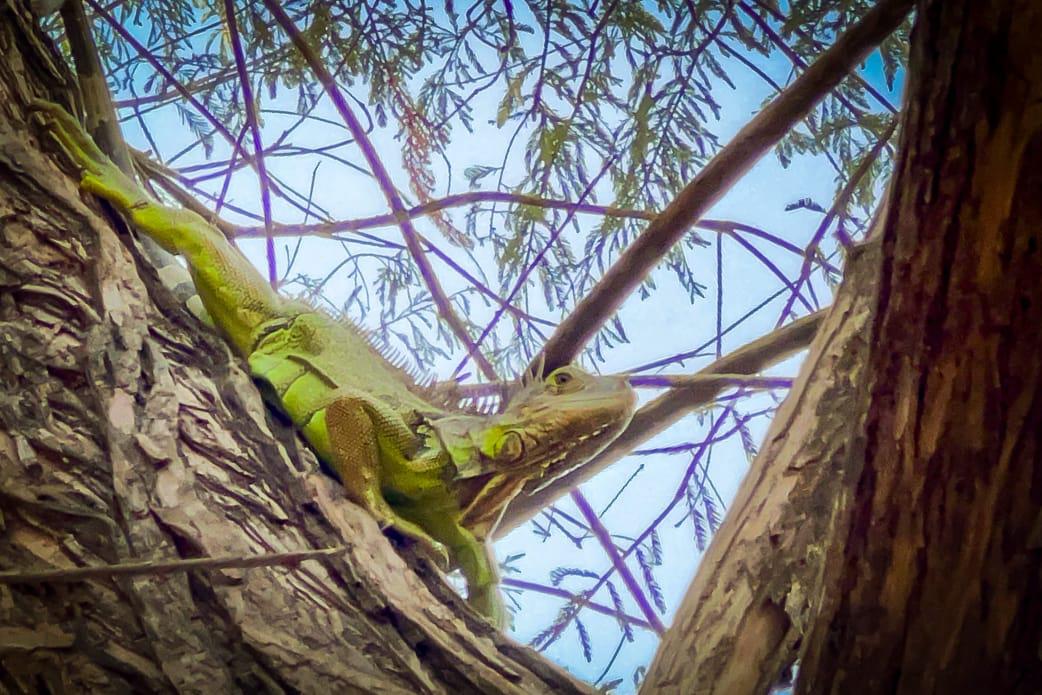 $!Ayuntamiento de Culiacán sin medios para proteger a la iguana verde del parque Las Riberas