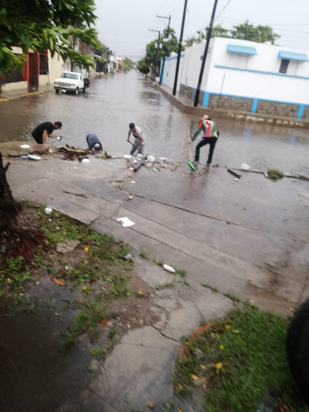 $!Caen en Mazatlán 100 árboles por las lluvias