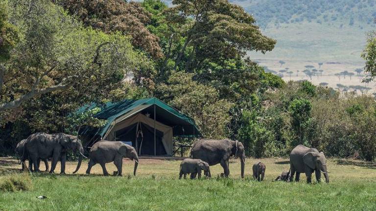 Una manada de elefantes se dirige a una charca en un campamento de safari turístico en Masai Mara, Kenia.