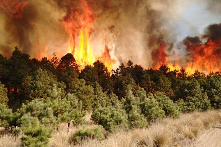 México entra en la lista de los 10 países con mayor pérdida de bosques primarios en el mundo durante 2024