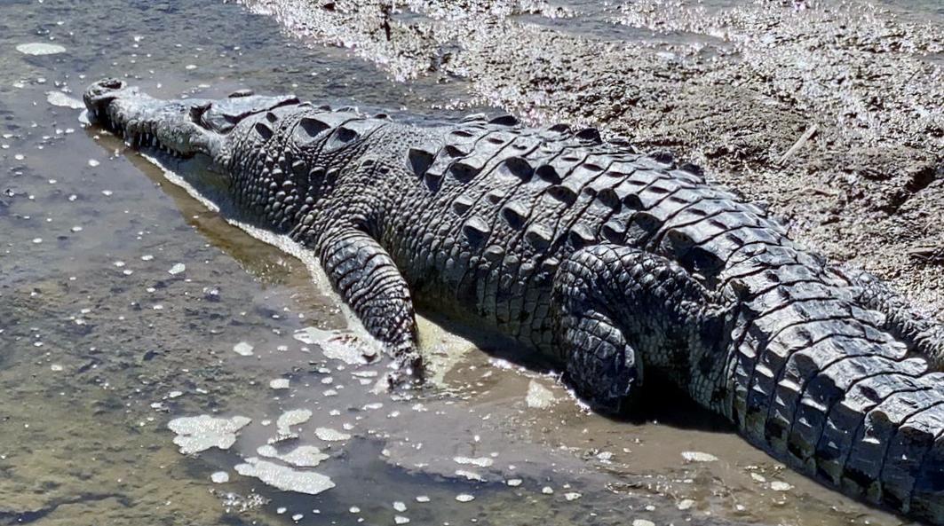 $!Cocodrilos que habían sido rescatados en Culiacán eran reubicados en la Laguna de Chiricahueto, señala Zoológico