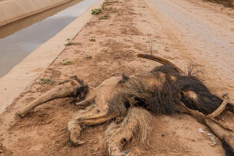 Animales en peligro de extinción mueren ahogados por fallas ambientales y técnicas en el Canal de la Patria en Argentina