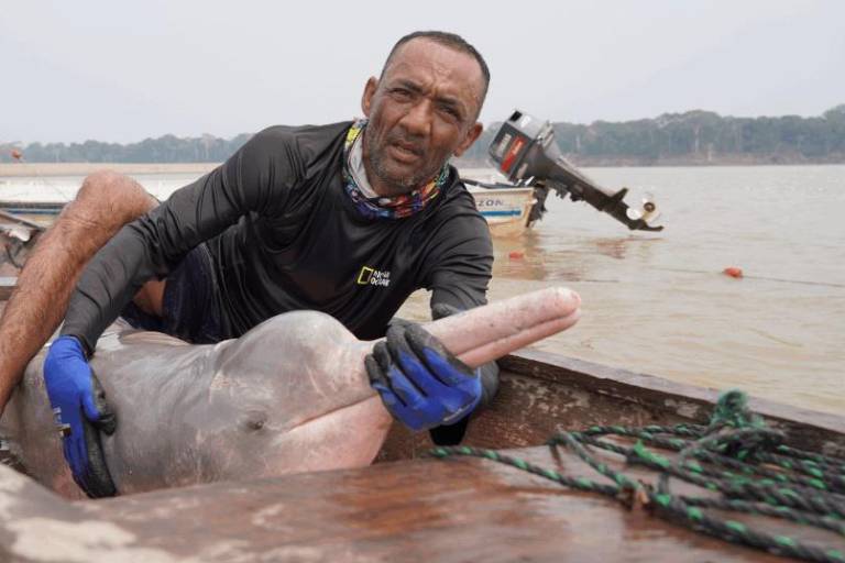Delfines rosados: científicos detectan altos niveles de mercurio y neumonía en los cetáceos de río en Colombia