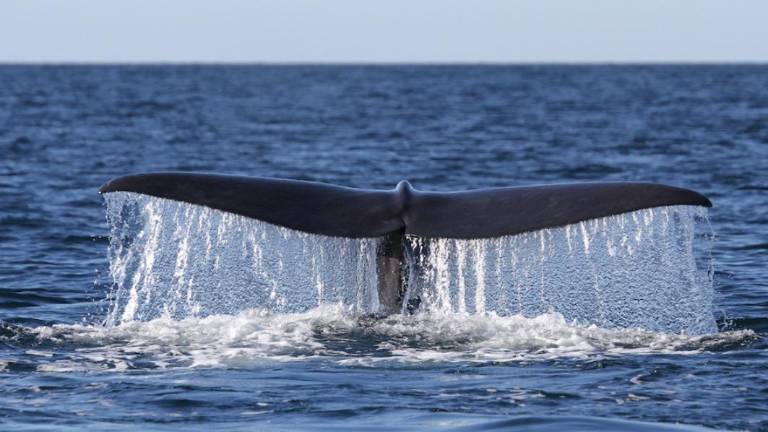 Cachalote avistado en la Región de las Grandes Islas del Golfo de California.