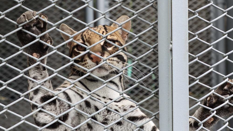 Barto, un ocelote rescatado en una vivienda en Colombia, en 2024, se aferra a los alambres de su jaula en el hogar de paso del Departamento Administrativo de Gestión del Medio Ambiente, en la ciudad de Cali.