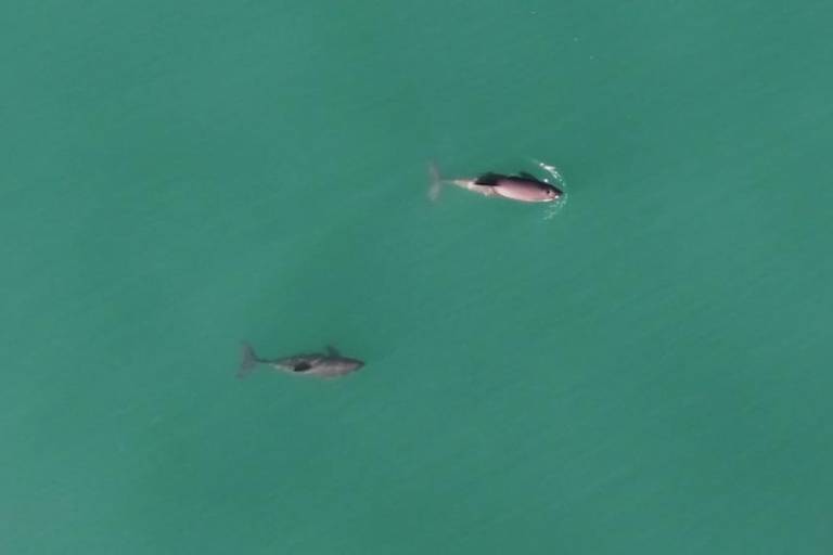 Estas son las primeras imágenes aéreas de la vaquita marina en vida silvestre
