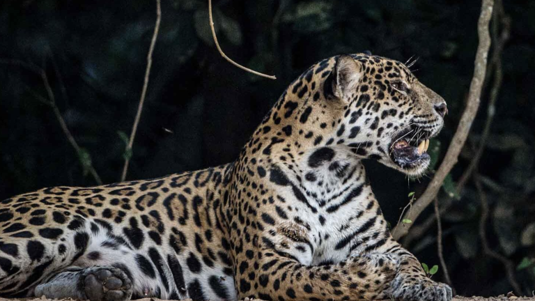 Jaguar (Panthera onca), en el Pantanal brasileño.