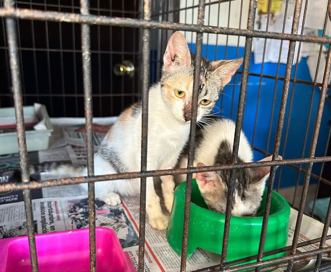$!Ante ‘Lidia’, llaman a dar hogar temporal a perros y gatos de Amigos de los Animales