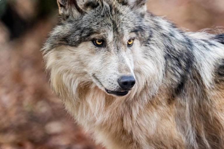 El lobo mexicano, una especie en peligro de extinción que se resiste a desaparecer de los territorios que alguna vez reinó