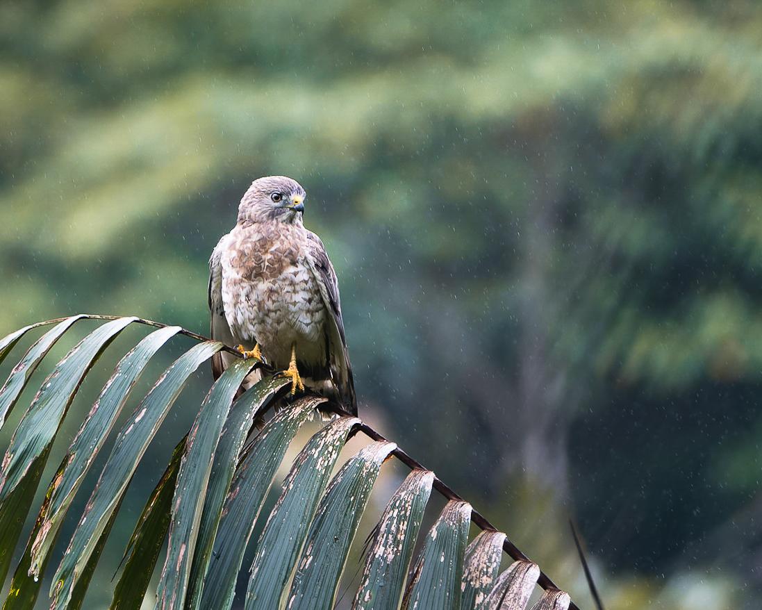 $!Gavilán Aludo/ Buteo platypterus.