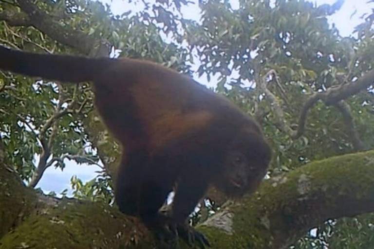 Cámaras trampa en copas de árboles revelan presencia de mamíferos en una reserva amenazada de México