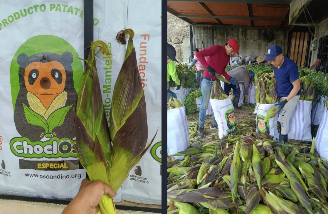 $!Los saquillos ChoclOso son vendidos para apoyar al programa de compensación, cumpliendo además con el objetivo de difundir la imagen del oso andino en Ecuador.