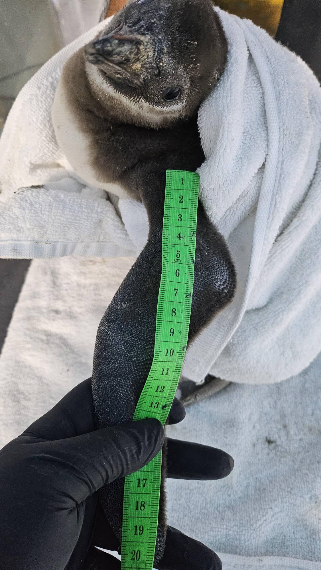 $!Cumple 3 meses pequeño pingüino nacido en el Gran Acuario Mazatlán