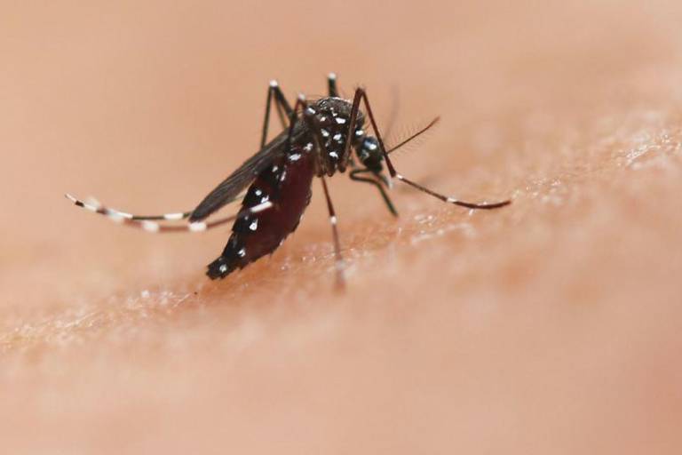 América Latina debe reforzar el control vectorial ante brotes de chikungunya y expansión del Oropouche