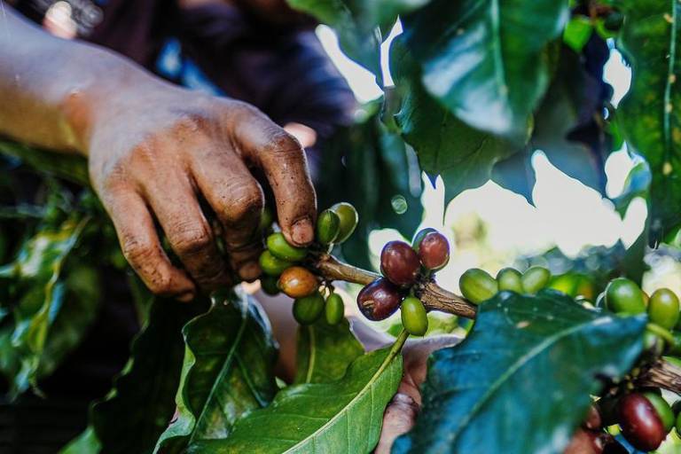 Cambio climático dispara el precio del café un 40 por ciento