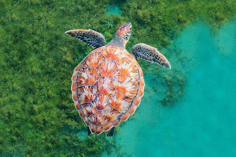 La ONU busca un ‘Pacto Azul’ para proteger los océanos
