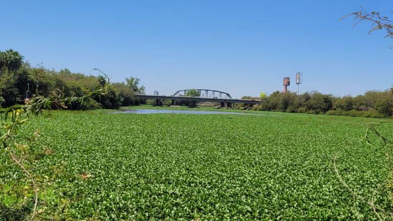 Una capa verde y homogénea de lirio acuático tapa el espejo del río Humaya, en Culiacán.