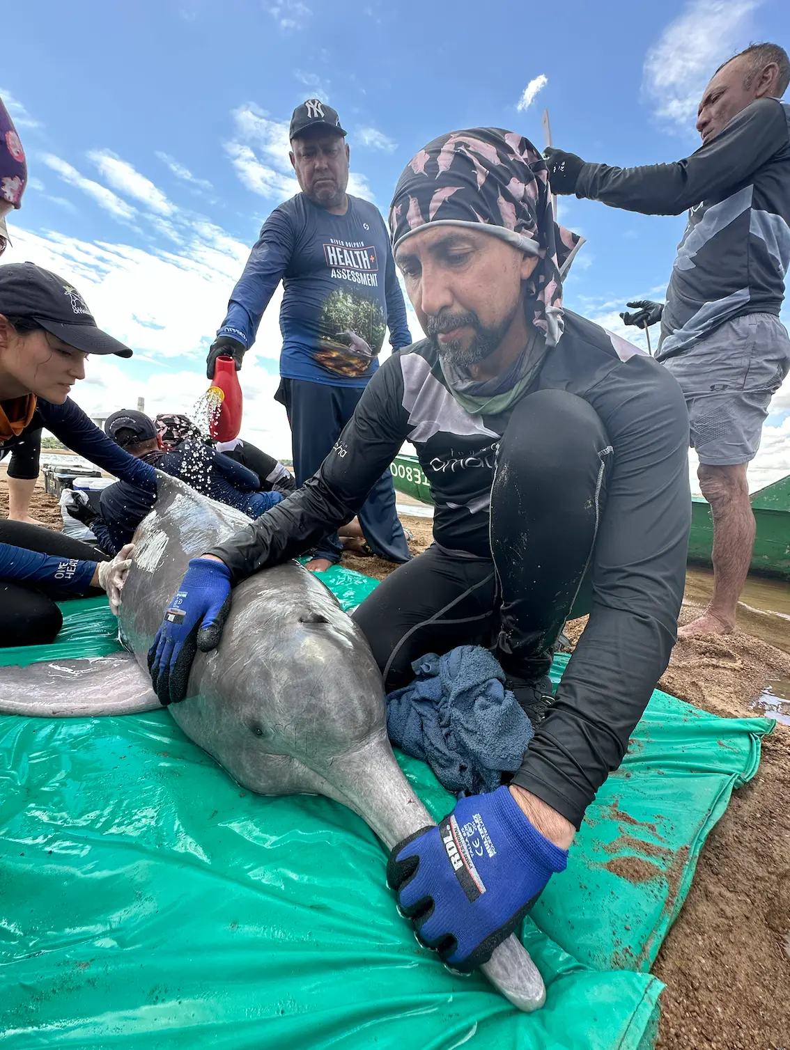 $!Delfines rosados: científicos detectan altos niveles de mercurio y neumonía en los cetáceos de río en Colombia