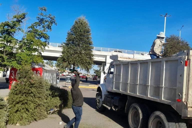 Harán composta con pinos navideños recolectados en centros de acopio, en Culiacán