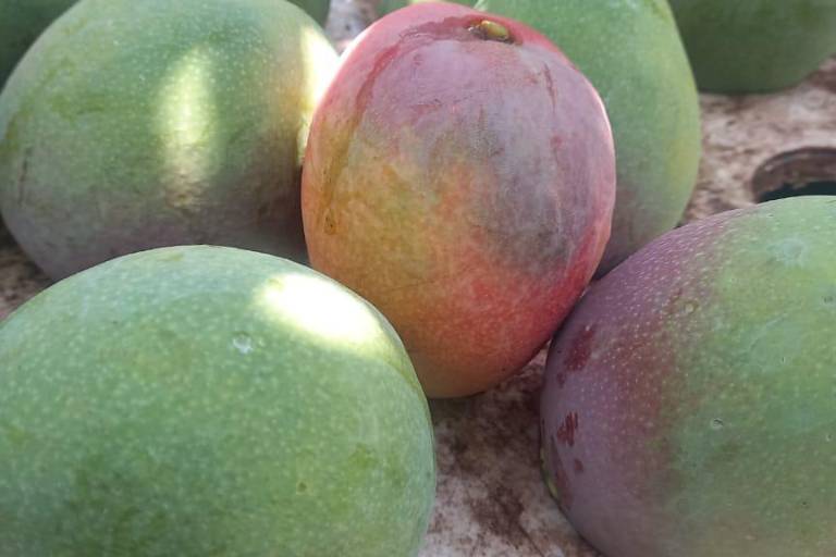 Con precios bajos, productores de mango inician la temporada en Escuinapa