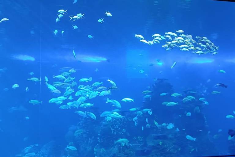 Gran Acuario Mazatlán contribuye a la conservación de las especies