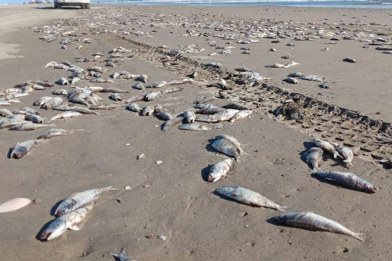 Aparecen cientos de peces muertos en playas de El Tambor, en Navolato