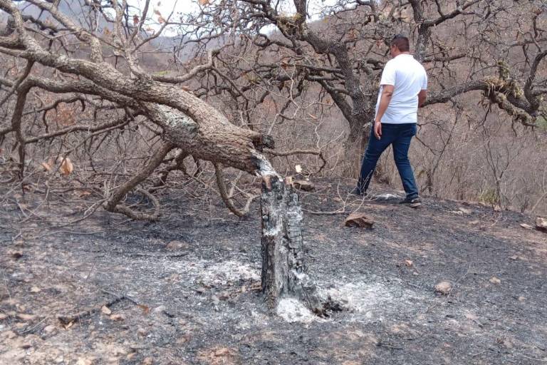 Sinaloa ha perdido más de 2 mil hectáreas de bosques por incendios en 2023