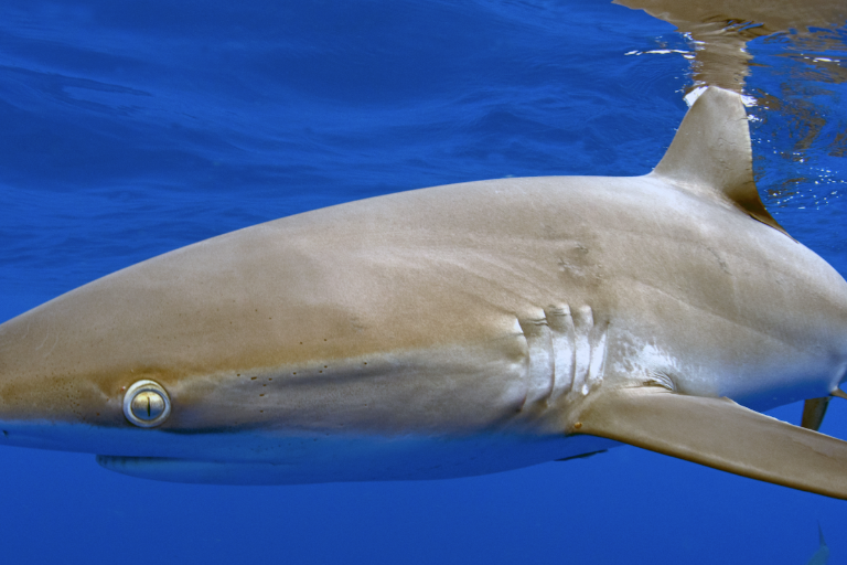 Día Mundial de los Tiburones: científicos se unen para descifrar sus rutas migratorias y protegerlos alrededor del mundo