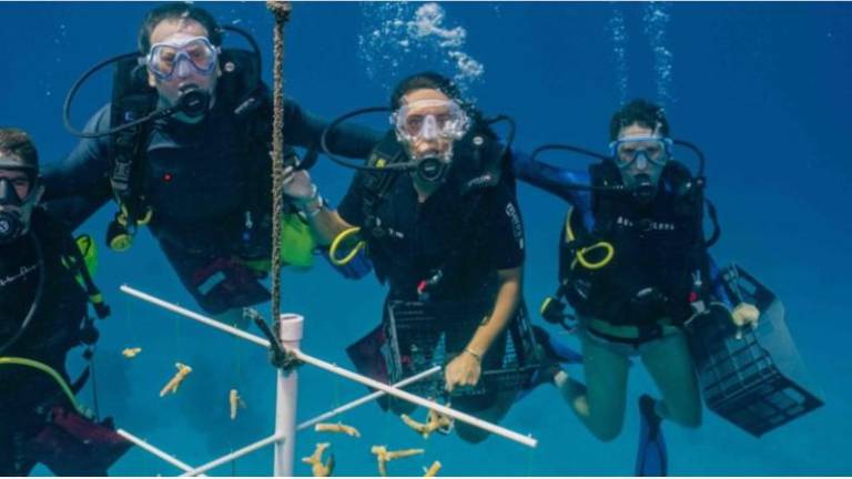 Trabajos de restauración de coral en Honduras.