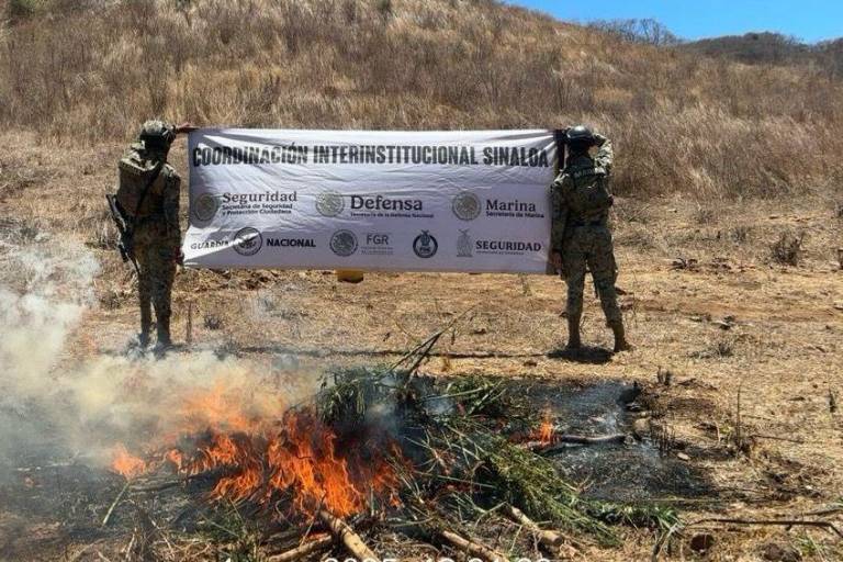 Destruye Marina plantío de marihuana en Choix; incineran mil kilos de droga