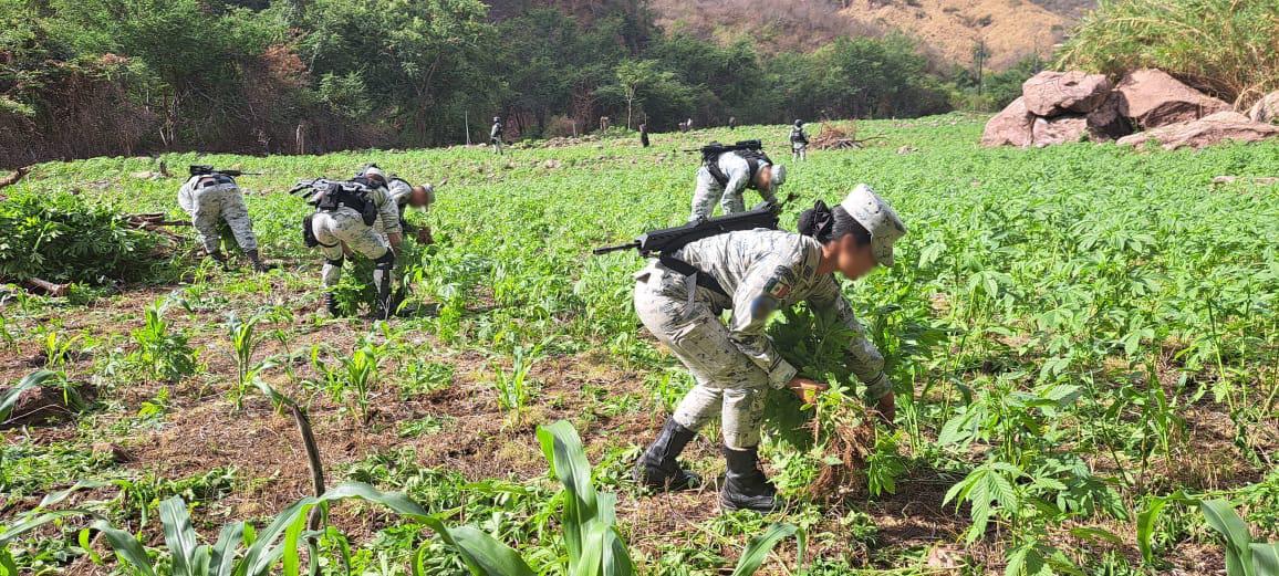 $!Destruyen plantíos de amapola y mariguana en Tamazula, Durango