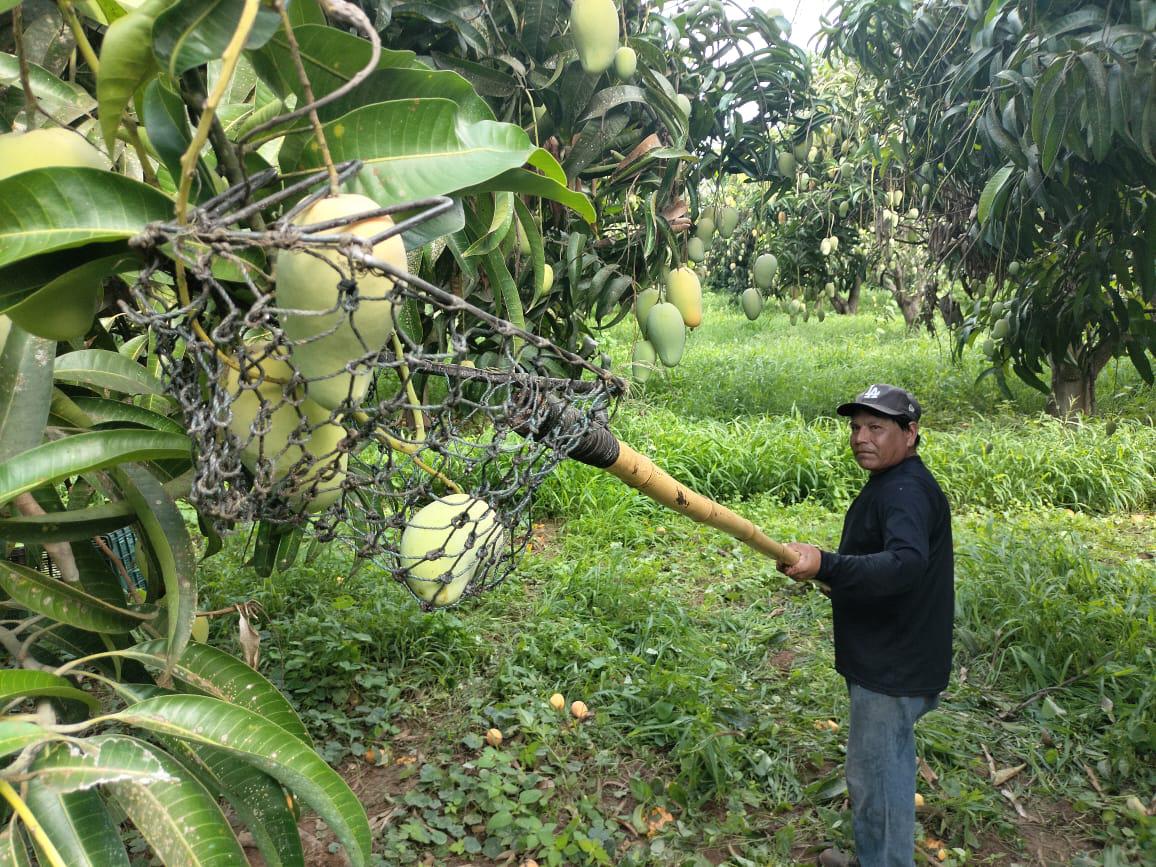 $!El corte, primer paso para la exportación del mango del sur de Sinaloa