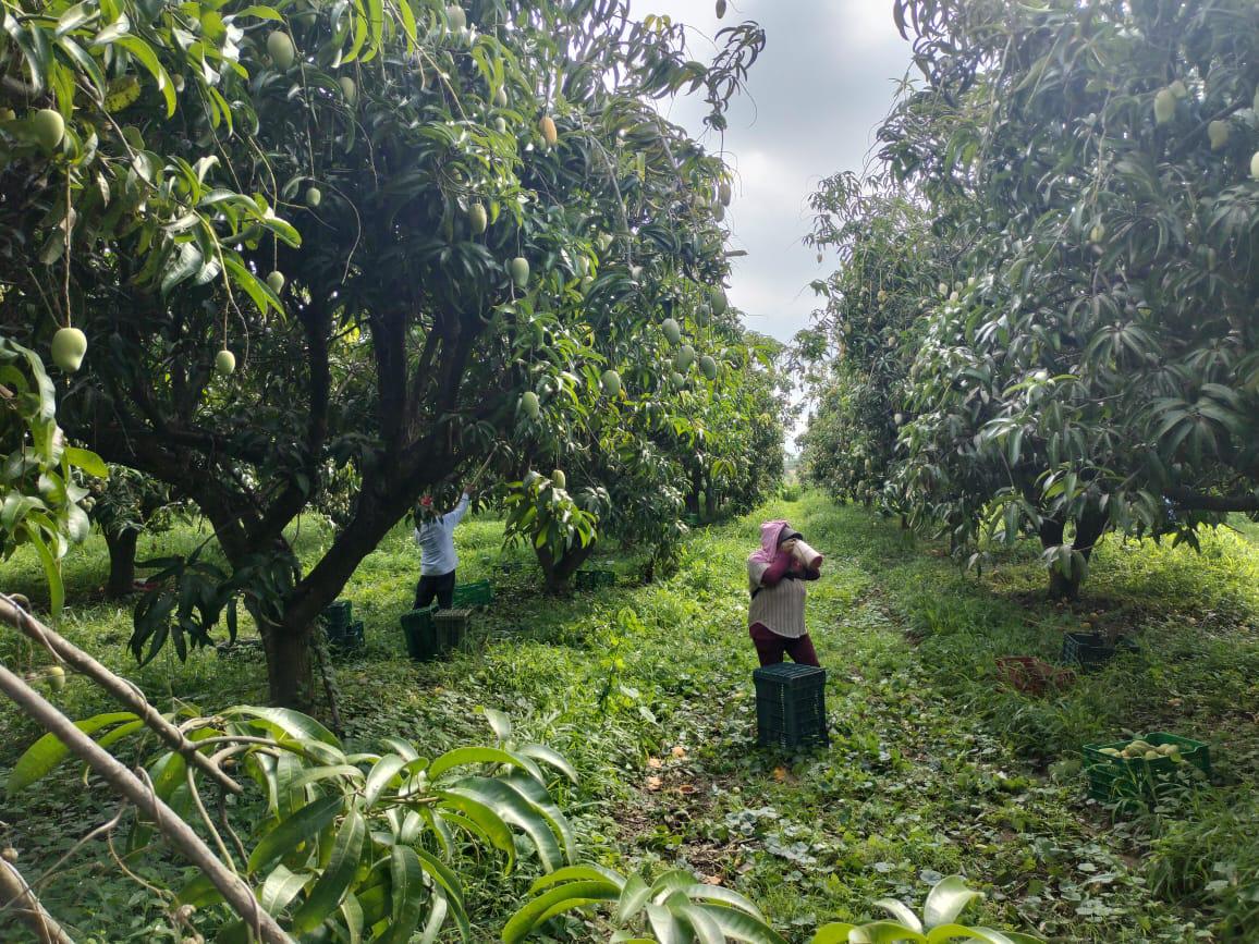 $!Precio del mango no ha sido bueno para el productor este año, dice la AARB