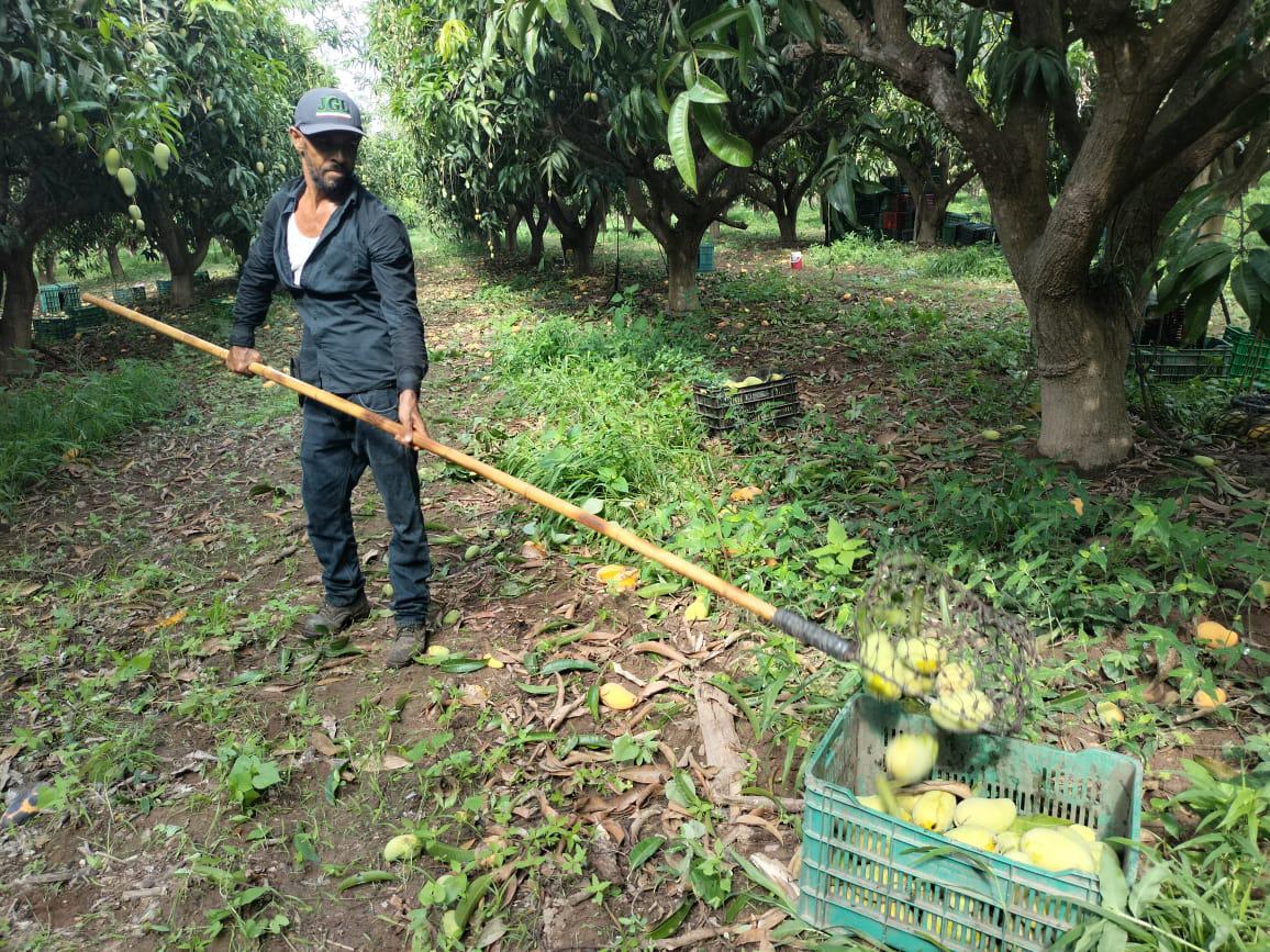 $!Precio del mango no ha sido bueno para el productor este año, dice la AARB