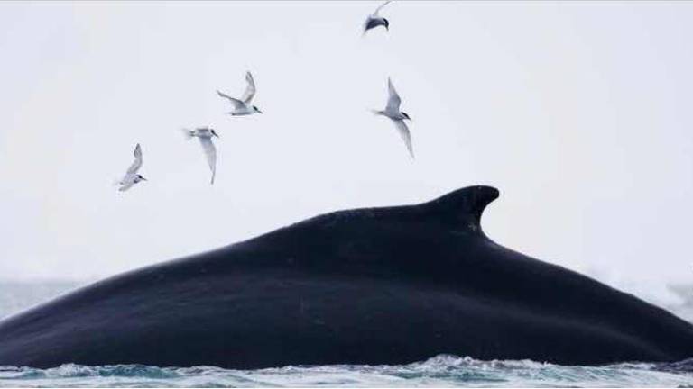 Ballena jorobada se alimenta en la Península Antártica.
