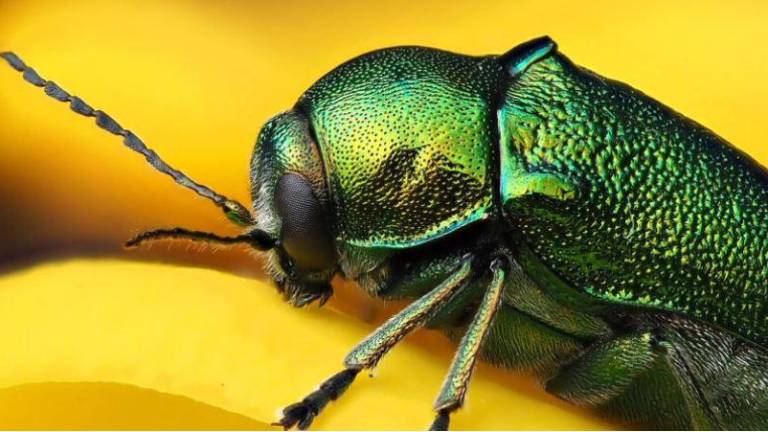Cryptocephalus aureolus