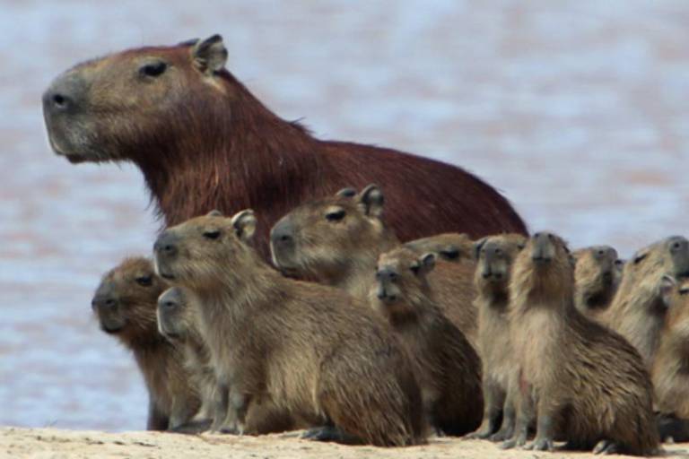 En Perú introducen ilegalmente a los capibaras en la comercialización de carnes silvestres