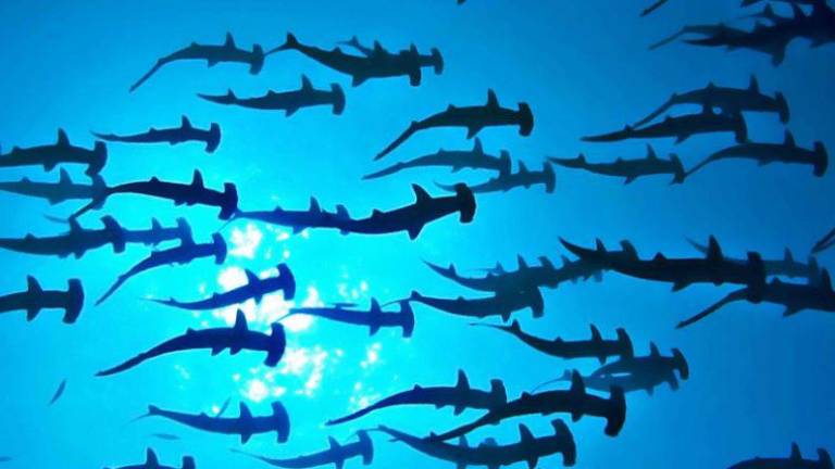 Tiburones martillo en el Pacífico mexicano.