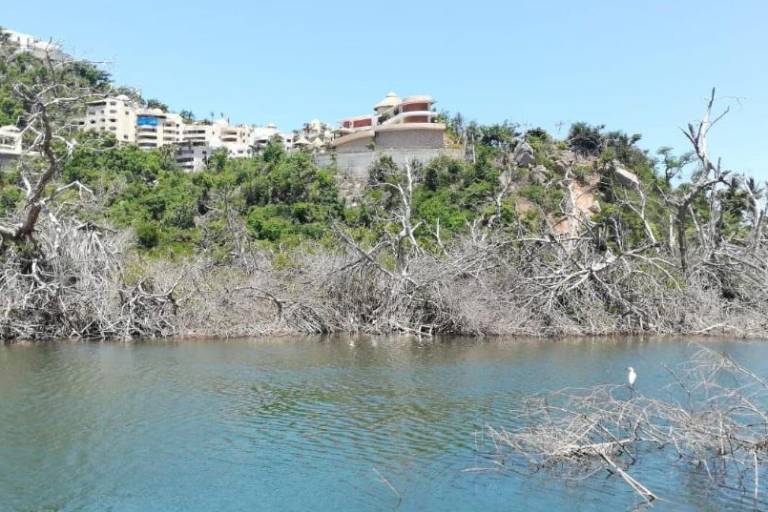 Acapulco pierde sus manglares ante el avance de la expansión urbana