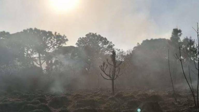 Los miembros del Comité y vecinos de las colonias cercanas al bosque aseguran que el uso del fuego es recurrente en la zona para cambiar el uso de suelo.