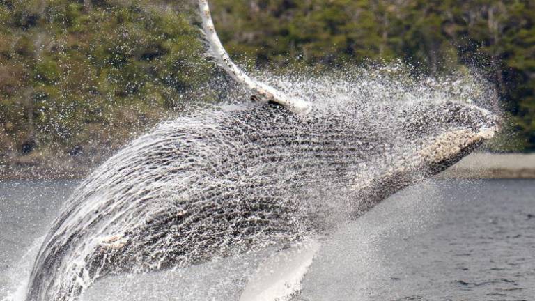 Patagoniaphotosafaris