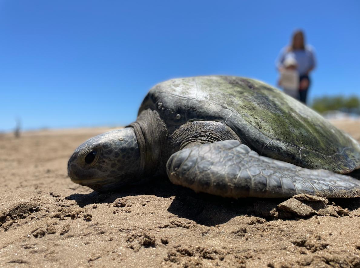 $!Conoce la tres iniciativas para mitigar la captura incidental de la tortuga marina