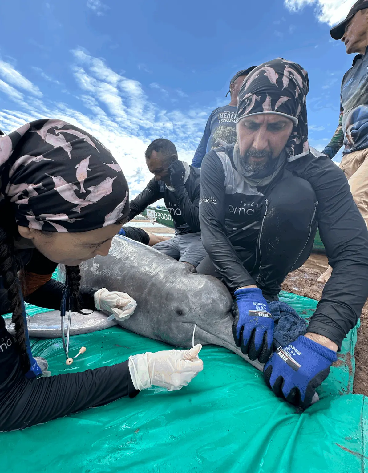 $!Delfines rosados: científicos detectan altos niveles de mercurio y neumonía en los cetáceos de río en Colombia