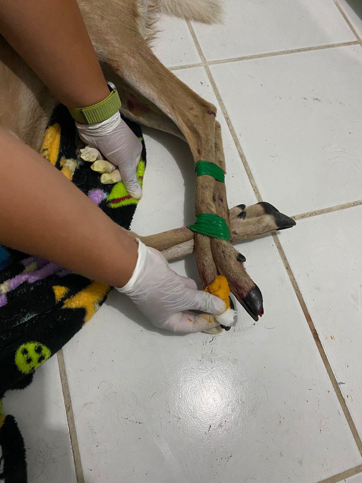 $!Rescatan a cría de venado herida en Mazatlán