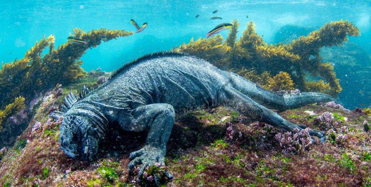 $!Galápagos: redescubren un coral solitario que se creía extinto y renueva la esperanza sobre la conservación marina