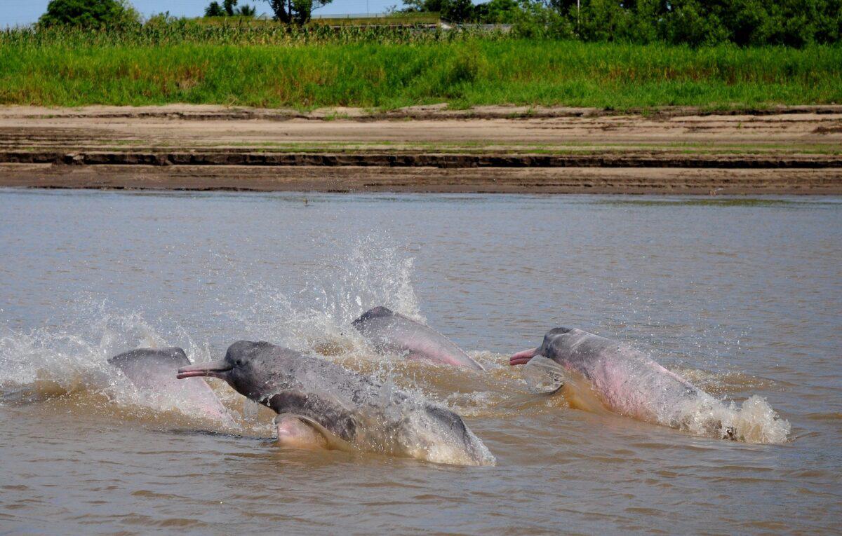 $!Delfines rosados: científicos detectan altos niveles de mercurio y neumonía en los cetáceos de río en Colombia