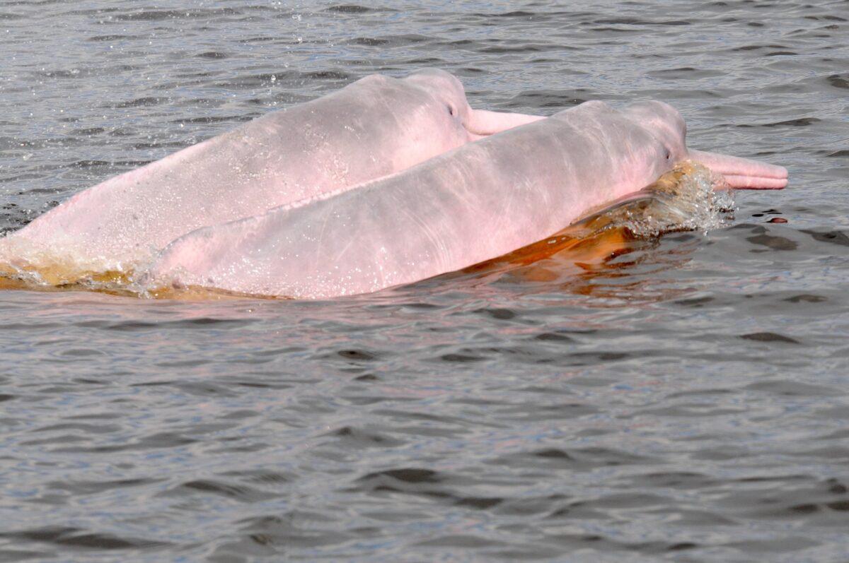 $!Delfines rosados: científicos detectan altos niveles de mercurio y neumonía en los cetáceos de río en Colombia