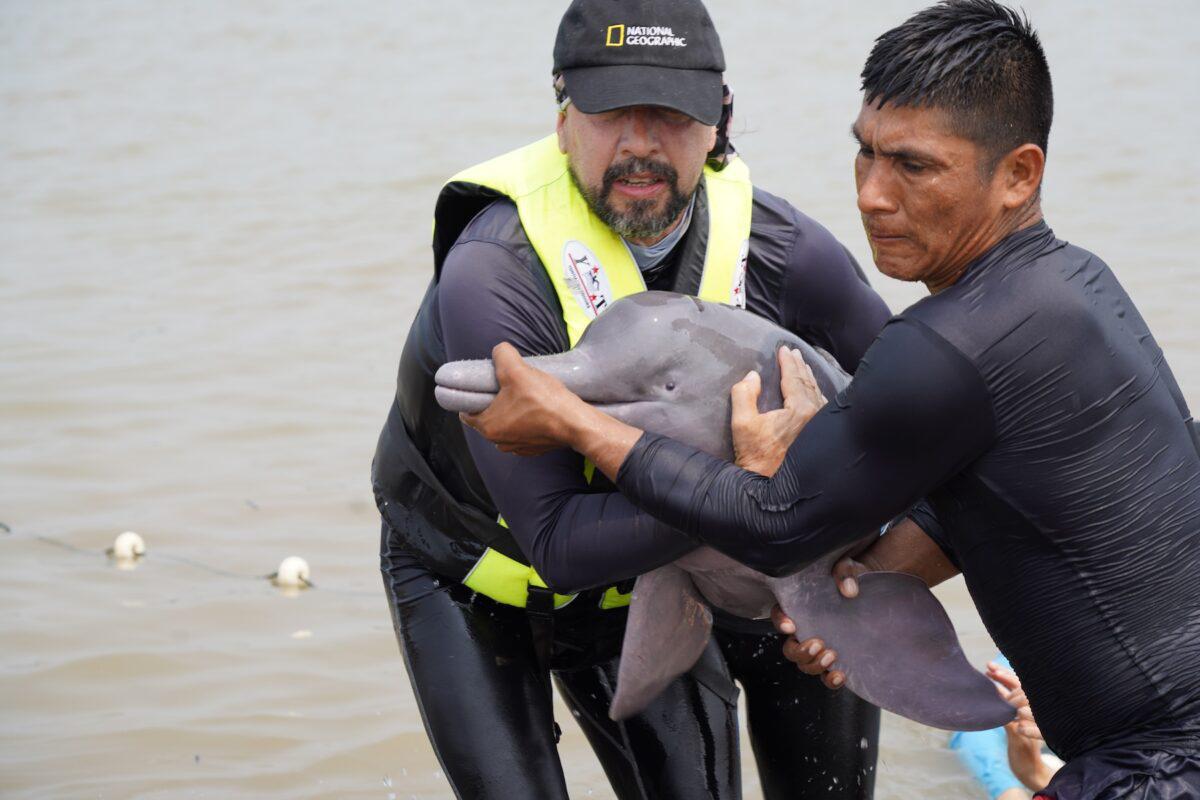$!Delfines rosados: científicos detectan altos niveles de mercurio y neumonía en los cetáceos de río en Colombia