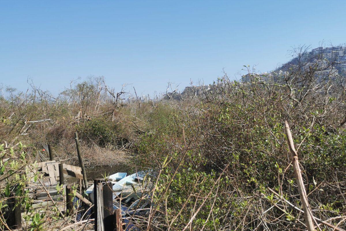 $!Acapulco pierde sus manglares ante el avance de la expansión urbana