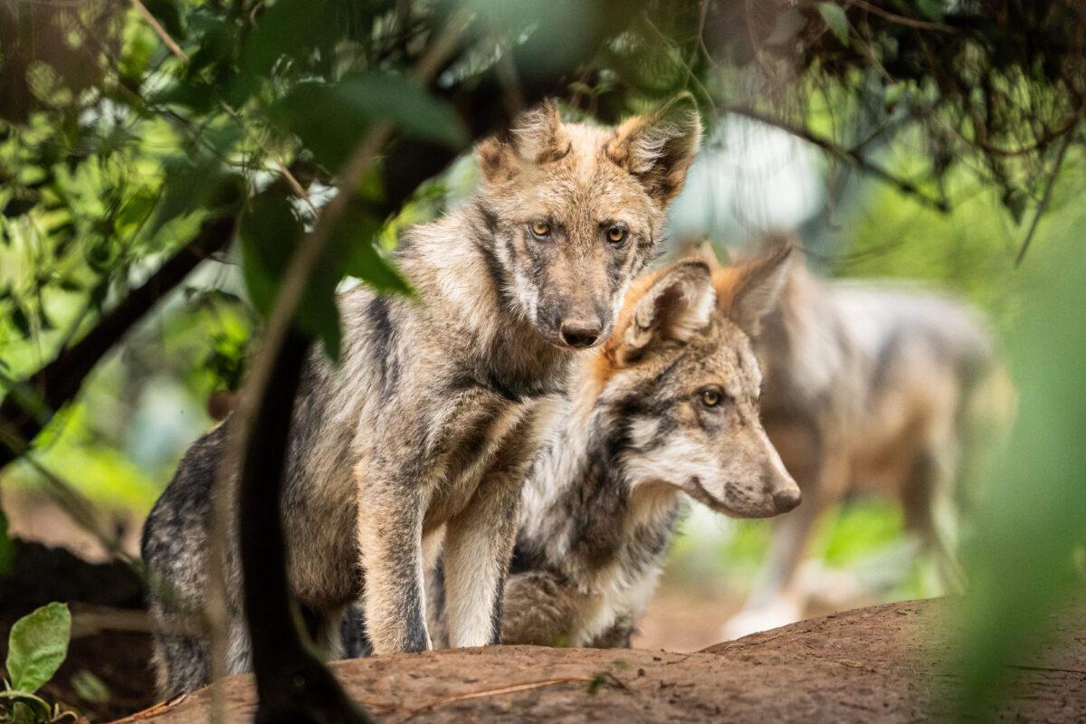 $!El lobo mexicano, una especie en peligro de extinción que se resiste a desaparecer de los territorios que alguna vez reinó